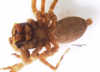 Media type: image; Invertebrate Zoology 22009
